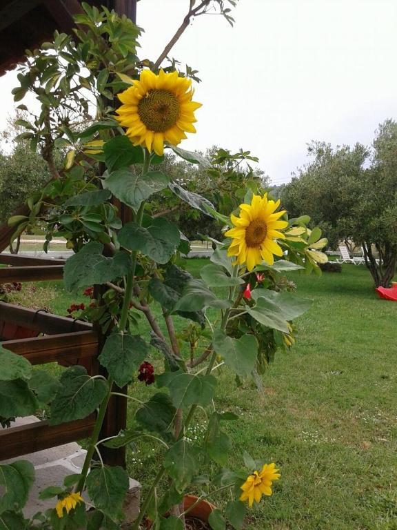 Villa Irida Sarti Bagian luar foto